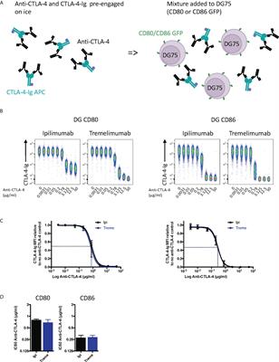 Impact of CTLA-4 checkpoint antibodies on ligand binding and Transendocytosis